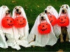 hallowin2