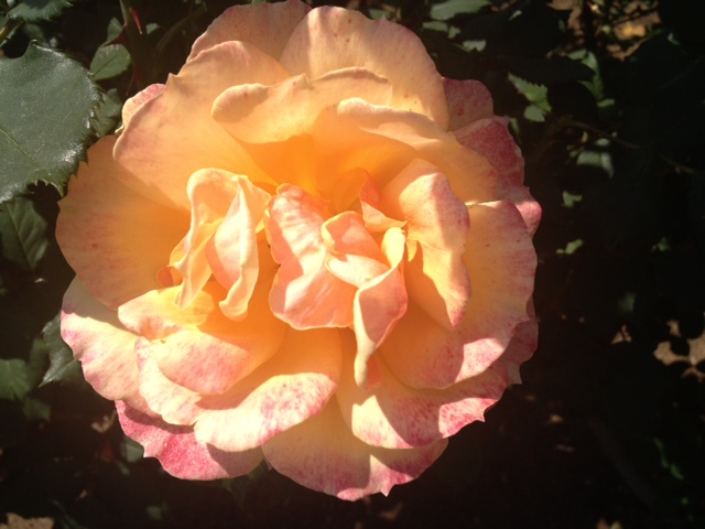 photo-5-copy-5