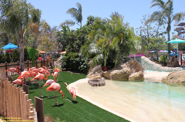 flamingo