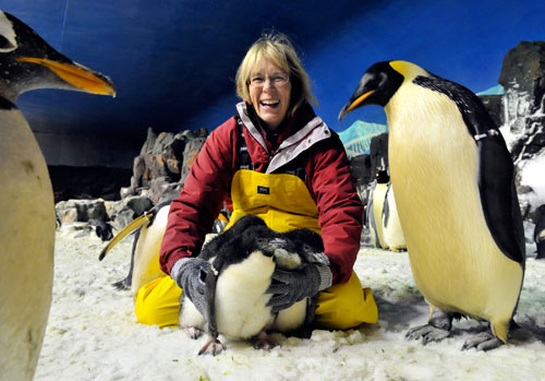 Macaroni Penguin Chicks
