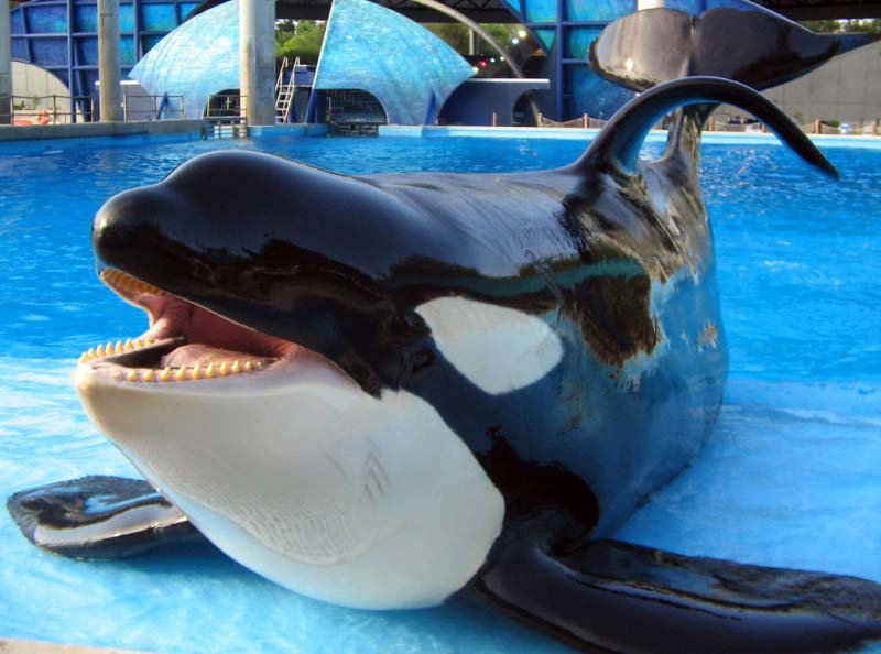seaworld-san-diego