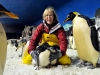 Macaroni Penguin Chicks