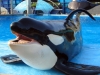 seaworld-san-diego