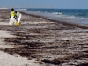 gulf_oil_spill_florida_7_t607
