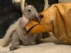 zoo18