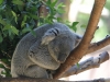 zoo4