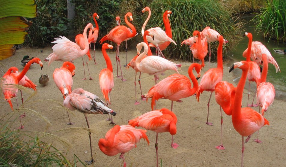 zoo14