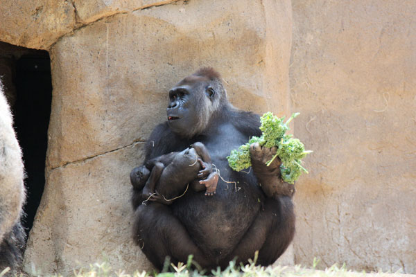 zoo17