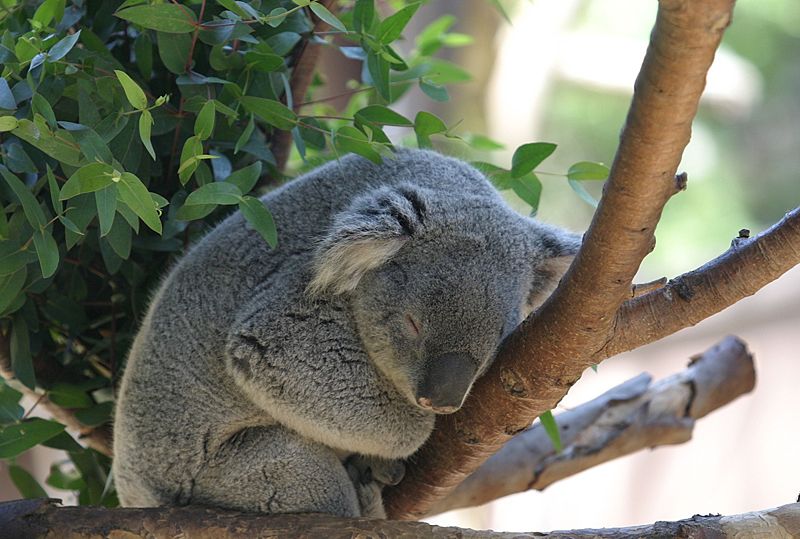 zoo4